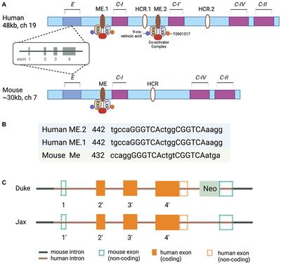 APOEε4 and risk of Alzheimer’s disease – time to move forward